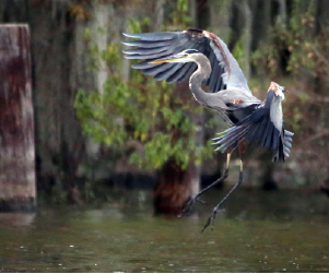 Cajun Coast