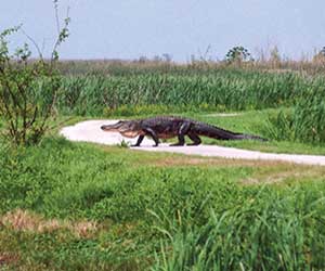 Creole Nature Trail