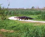 Creole Nature Trail